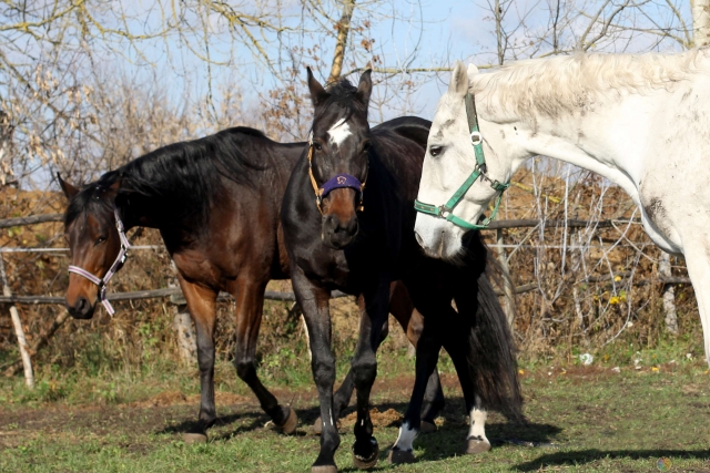  Horse ride 